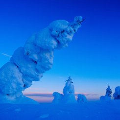 Schnee_Baeume_Finnland_Lappland_©_Martin_Zwick_Naturfotografie