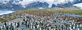 Koengspinguin_Kolonie_Suedliche_See_Elefanten_Sued-Georgien_©_Martin_Zwick_Naturfoto