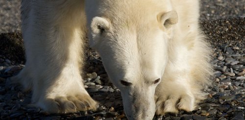 Polar_Bears_Wrangel_Island_©_K_Ovsyanikova_Heritage_Expeditions