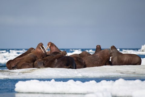 Walrusses_Chukotka_Where_Russias_Day_Begins_©_K_Ovsyanikova_Heritage_Expeditions