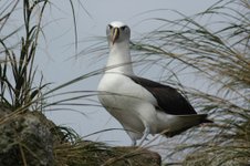 Yellow_nosed_Albatross_Atlantic_Odyssey_©_Vidar_Bakken_Oceanwide_Expeditions