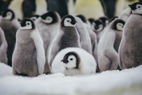 Emperor Penguins Snow Hill_©_David_Merron_Quark_Expeditions