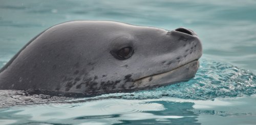 Leopard_Seal_Antarctica_©_Antarpply_Expeditions