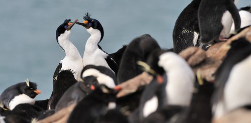 Rockhopper_Blue_Eyed_Shag_Saunders_Falkland_©_Martin_van_Lokven_Oceanwide_Expeditions