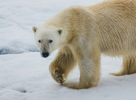 High_Arctic_Polar_Bear_©_David_Merron_Quark_Expeditions