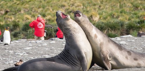 Suedgeorgien_Elephant_Seals_©_Tavish_Campbell_Poseidon_Expeditions