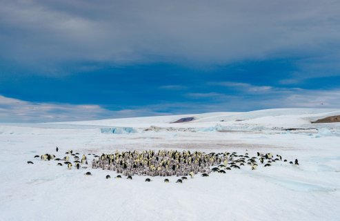 Emperor Penguins Snow Hill_©_David_Merron_Quark_Expeditions