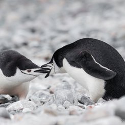 Chinstrap_Penguins_Cuverville_Antarctica_©_Sara_Jenner_Oceanwide_Expeditions