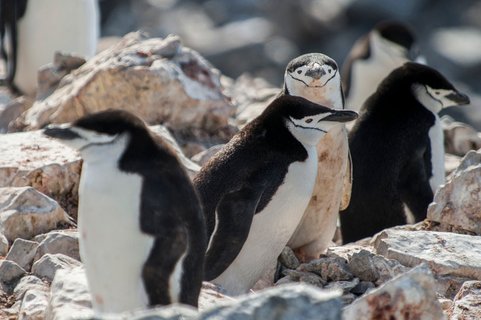 Antarctica_Chinstrap_penguin_©_Morten_Skovgaard_Oceanwide_Expeditions