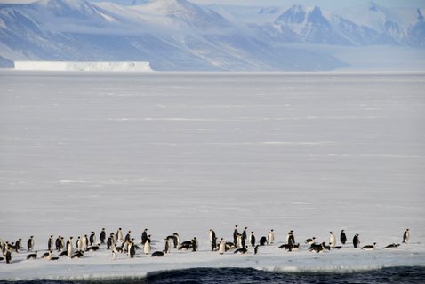 Emperor_Penguins_Ice_Edge_Ross_Sea_Antarctic_©_Delphine_Aures_Oceanwide_Expeditions