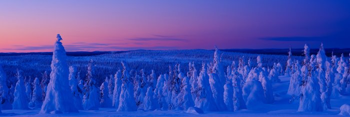 Schnee_Baeume_Finnland_Lappland_©_Martin_Zwick_Naturfotografie