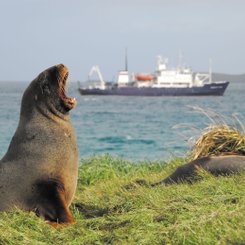 Spirit_of_Enderby_Sea_Lion_Sub_Antarctic_Islands_©_A_Russ_Heritage_Expeditions