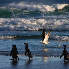 Magellan_Penguins_©_Falkland_Island_Holidays