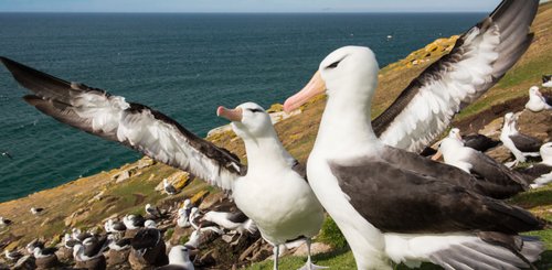 Black_Browed_Albatross_Falkland_Islands_©_Tavish_Campbell_Poseidon_Expeditions