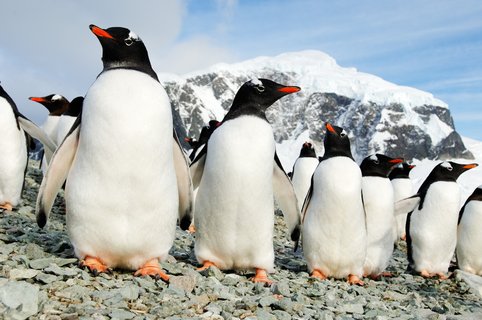 Antarctic_Peninsula_Danco_Island_Gentoo_Penguins_©_Martin_van_Lokven_Oceanwide_Expeditions