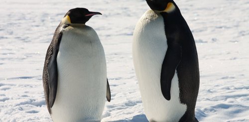 Emperor_Penguins_Antarctica_©_T_Bickford_Heritage_Expeditions