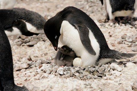 Adelie_Penguins_Antarctica_©_Claudio_Suter_Antarpply_Expeditions