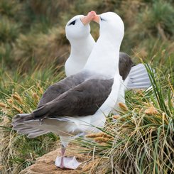 Schwarzbrauenalbatrosse_Falkland_Inseln_2017_©_Martin_Zwick_Naturfoto