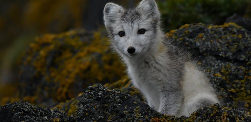 Kuhn_Island_Fox_Franz_Josef_Land_©_Poseidon_Expeditions