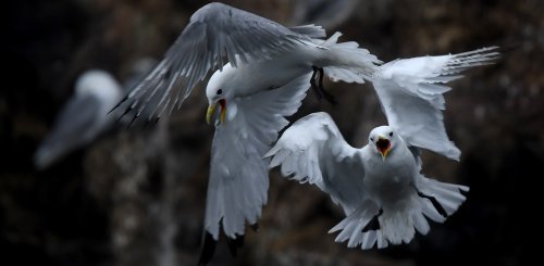 Kuhn_Island_Birds_Franz_Josef_Land_©_Poseidon_Expeditions