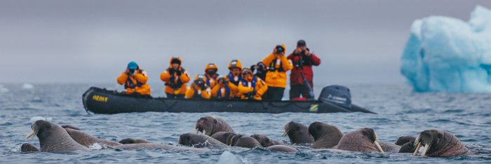 High_Arctic_Walrusses_Zodiac_©_David_Merron_Quark_Expeditions