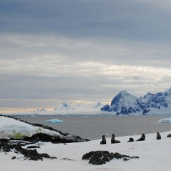 Antarctica_polar_circle_detaille_island_©_Jamie_Scherbeijn_Oceanwide_Expeditions