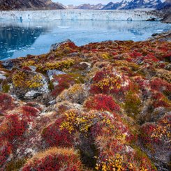 Groenland_2022_Herbstvegetation_©_Martin_Zwick_Naturfotografie