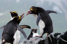 Macaroni_Penguins_Cooper_Bay_South_Georgia_©_Martin_van_Lokven_Oceanwide_Expeditions