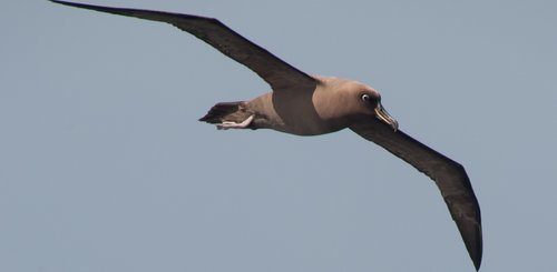 Sooty_Albatros_Atlantic_Odyssey_©_Erwin_Vermeulen_Oceanwide_Expeditions