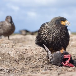 Karakaras_Falkland_Inseln_2017_©_Martin_Zwick_Naturfoto