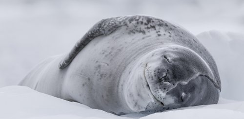 Danco_Island_cruise_Antarctica_©_Sara_Jenner_Oceanwide_Expeditions