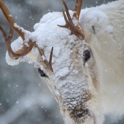 Rentier_Finnland_Lappland_©_Martin_Zwick_Naturfotografie