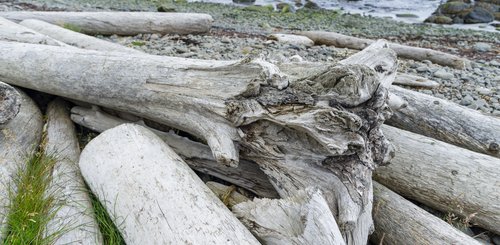 Kueste mit Treibholz aus Sibirien am Bjarnarfjoerdur. Die Westfjorde (Vestfirdir) von Island_©_Martin_Zwick_Naturfoto