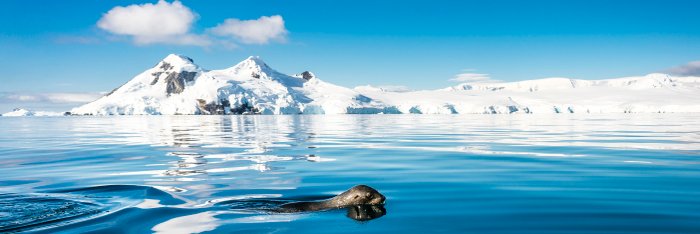 Seal_Antarctica_©_Dietmar_Denger_Oceanwide_Expeditions