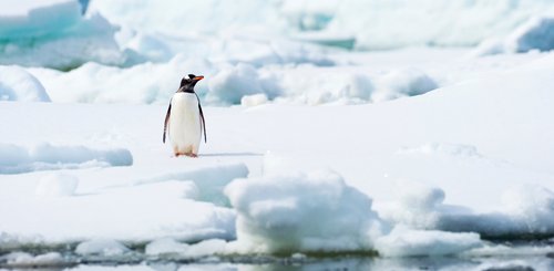 Gentoo_Penguin_Antarctica_©_Aurora_Expeditons_Lauren_Bath