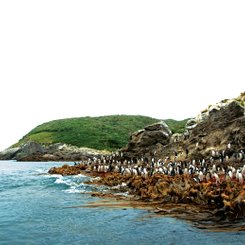 Crested_Penguins_Sub_Antarctic_Island_©_A_Russ_Heritage_Expeditions