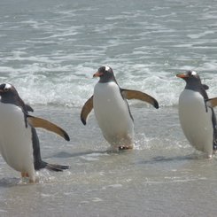 Eselspinguine_Pebble_Falkland_©_Juergen_Stock_Auf_Kurs_Inselreisen