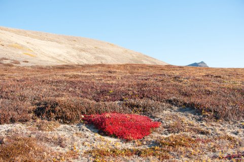 Flora_Greenland_©_Erwin_Vermeulen_Oceanwide_Expeditions