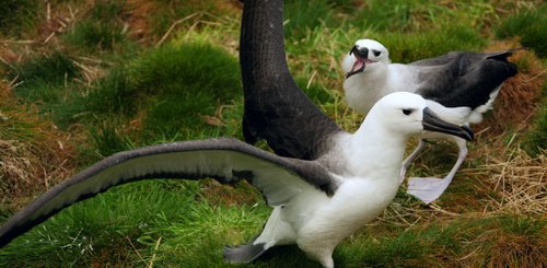 Juvenile_Yellownose_Albatross_Atlantic_Odyssey_©_Alexey_German_Oceanwide_Expeditions