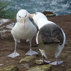 Schwarzbrauenalbatrosse_Saunders_Sea_Lion_Falkland_©_Juergen_Stock_Auf_Kurs_Inselreisen