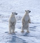 Polar_Bears_Spitsbergen_©_Nikki_Born_Oceanwide_Expeditions