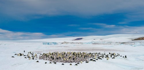 Emperor Penguins Snow Hill_©_David_Merron_Quark_Expeditions