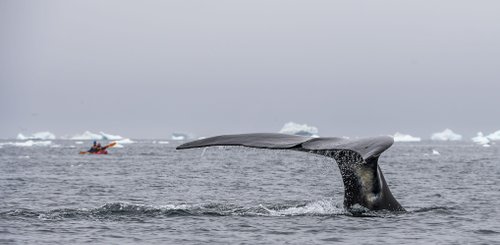 East_Greenland_Whale_©_Sergey_Dolya_Poseidon_Expeditions