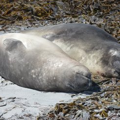 Suedliche_See_Elefanten_Sea_Lion_Falkland_©_Juergen_Stock_Auf_Kurs_Inselreisen