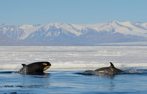 Ross_Sea_Orcas_Antarctic_©_Michael_Wenger_Oceanwide_Expeditions