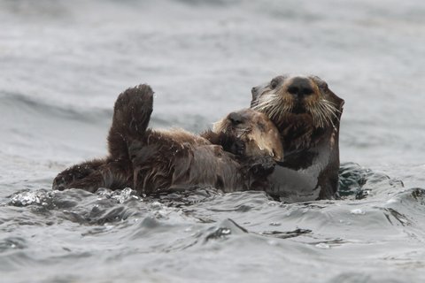 Russias_Ring_of_Fire_Sea_Otter_©_A_Riley_Heritage_Expeditions