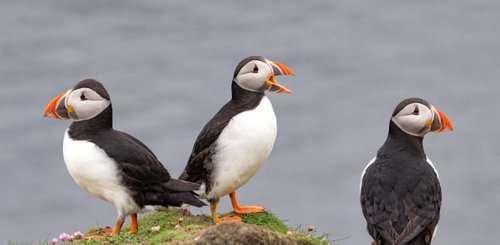 Puffins_Fair_Isle_North_Atlantic_©_Sara_Jenner_Oceanwide_Expeditions