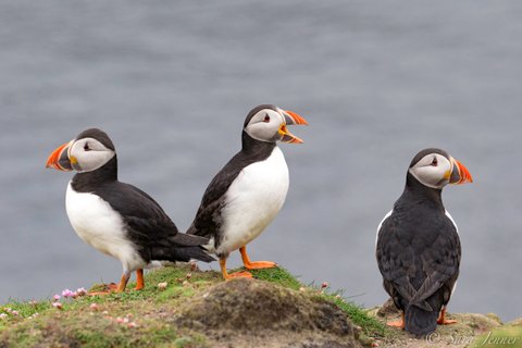 Puffins_Fair_Isle_North_Atlantic_©_Sara_Jenner_Oceanwide_Expeditions