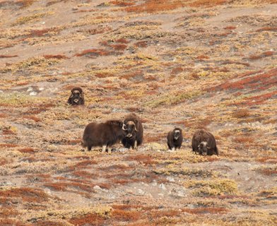 Musk_Oxen_Greenland_©_Erwin_Vermeulen_Oceanwide_Expeditions