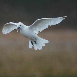 High_Arctic_Tern_©_David_Merron_Quark_Expeditions